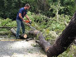 Best Lawn Dethatching  in Lucerne, CA