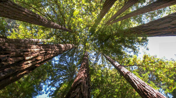 Best Leaf Removal  in Lucerne, CA