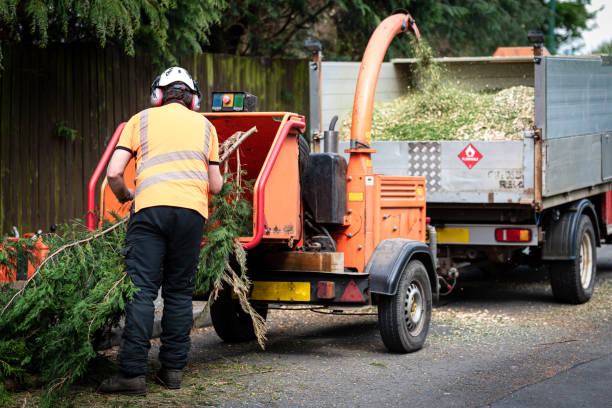 Best Utility Line Clearance  in Lucerne, CA