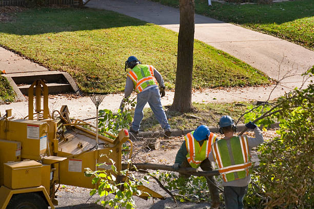 How Our Tree Care Process Works  in  Lucerne, CA